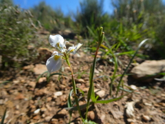 Moraea fergusoniae