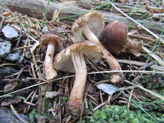 Inocybe napipes