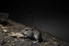 Chaetodipus baileyi