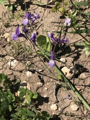 Linaria ricardoi