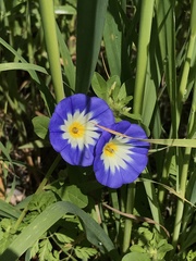 Convolvulus tricolor