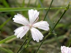 Dianthus tripunctatus