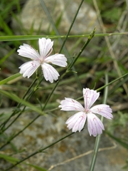 Dianthus tripunctatus
