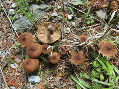 Inocybe nitidiuscula
