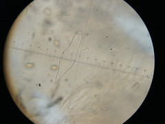 Inocybe nitidiuscula