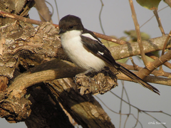 Lanius humeralis humeralis