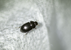 Hydrobius