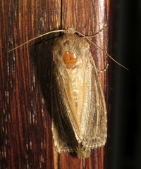 Nonagria typhae