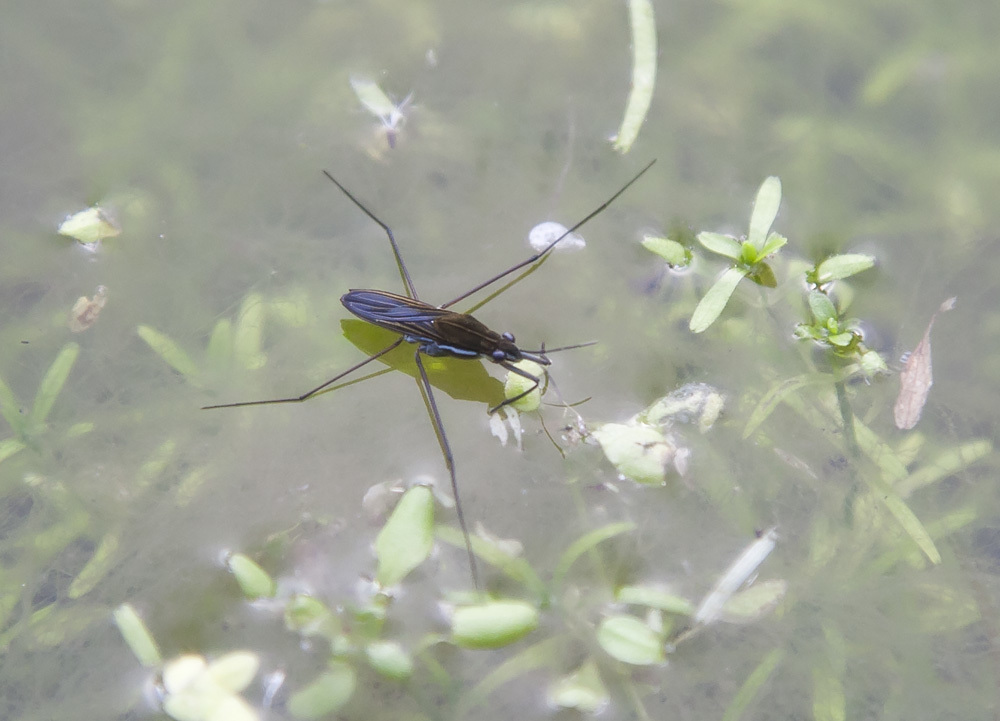Gerris odontogaster