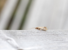 Limnephilus flavicornis