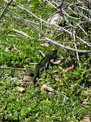 Iguana iguana