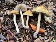 Inocybe muricellata
