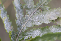Paraperonospora tanaceti
