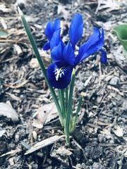 Iris reticulata