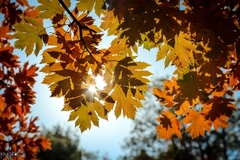 Torminalis glaberrima