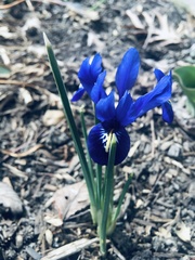 Iris reticulata