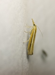 Agriphila selasella