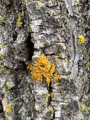 Xanthomendoza fallax