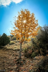 Torminalis glaberrima