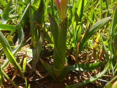 Moraea tricolor