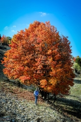 Torminalis glaberrima