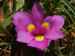 Moraea tricolor