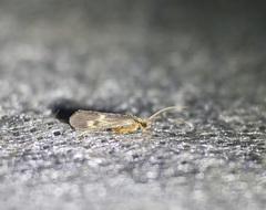 Neureclipsis bimaculata