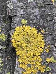 Xanthomendoza fallax