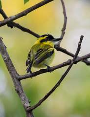 Todirostrum chrysocrotaphum