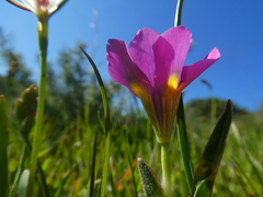Moraea tricolor