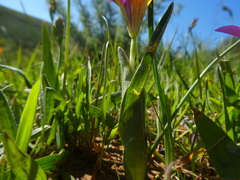 Moraea tricolor