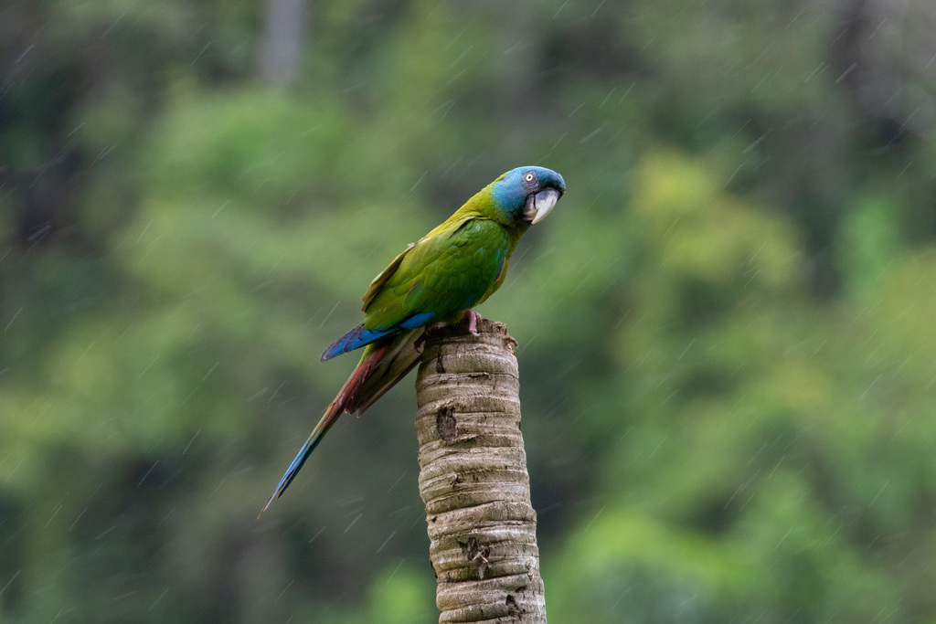 Blue-headed Macaw photo