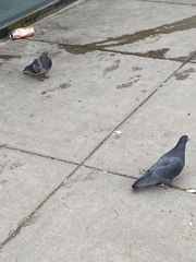 Columba livia domestica