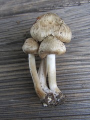 Inocybe corydalina