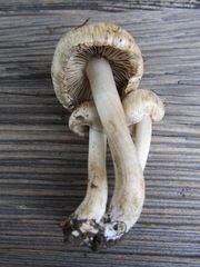 Inocybe corydalina