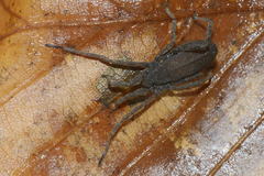 Trogulus nepaeformis