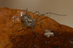Platybunus pinetorum