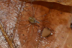 Mitostoma chrysomelas