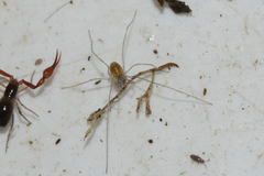 Mitostoma chrysomelas