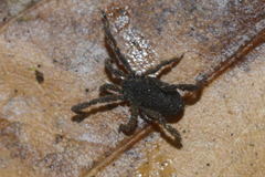 Anelasmocephalus cambridgei