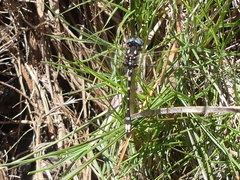 Gomphomacromia paradoxa