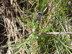 Gomphomacromia paradoxa