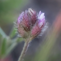 Astragalus didymocarpus