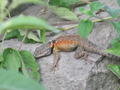Sceloporus torquatus