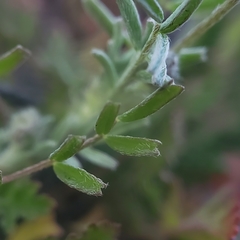 Astragalus didymocarpus