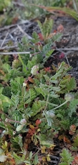 Astragalus didymocarpus