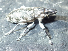 Cyphocleonus achates