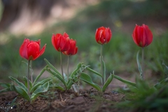 Tulipa aleppensis