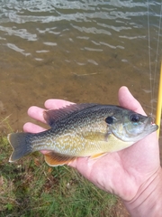 Lepomis macrochirus × cyanellus