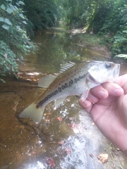 Micropterus salmoides